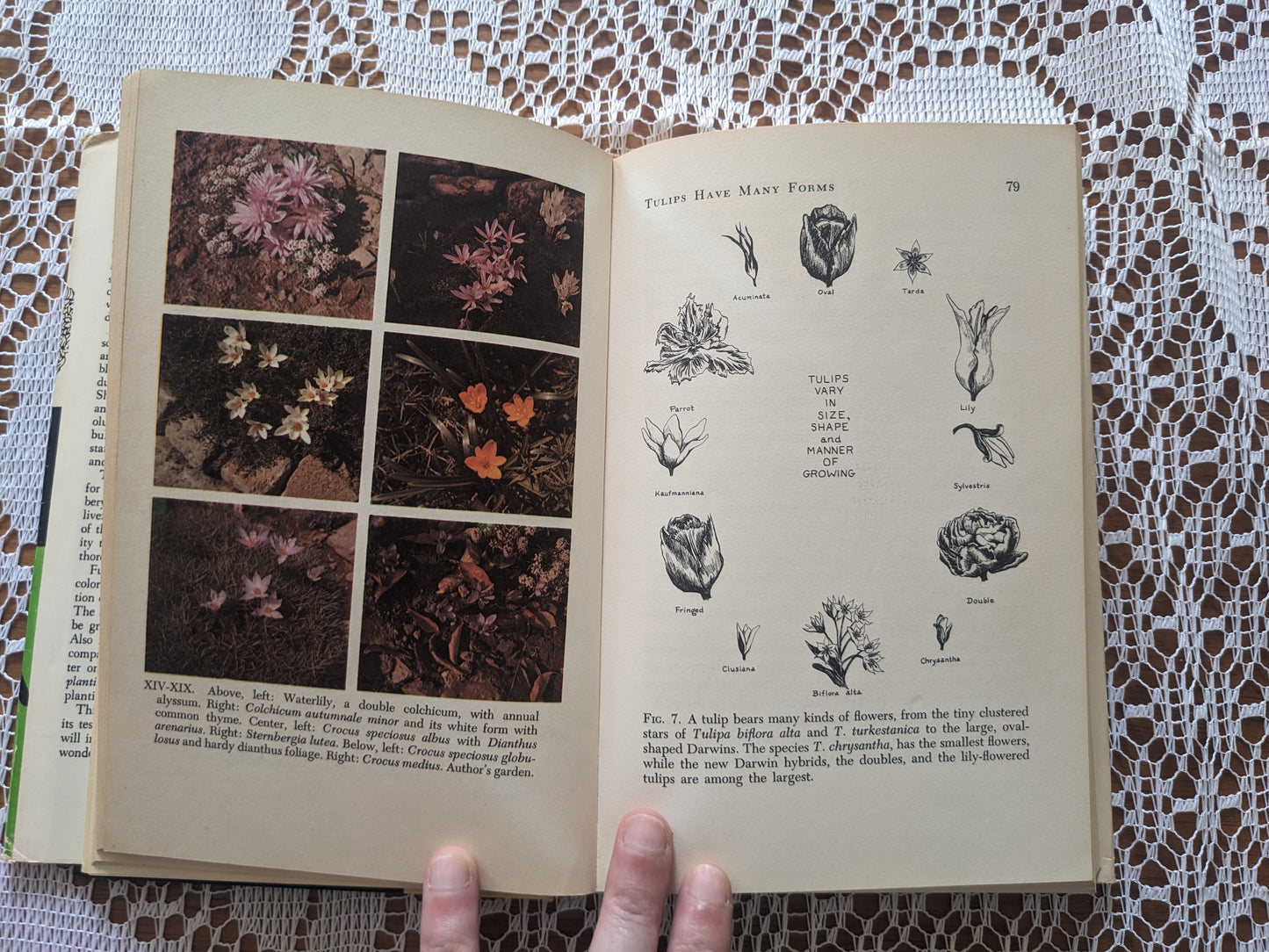 1960s Flower Book of Bulbs