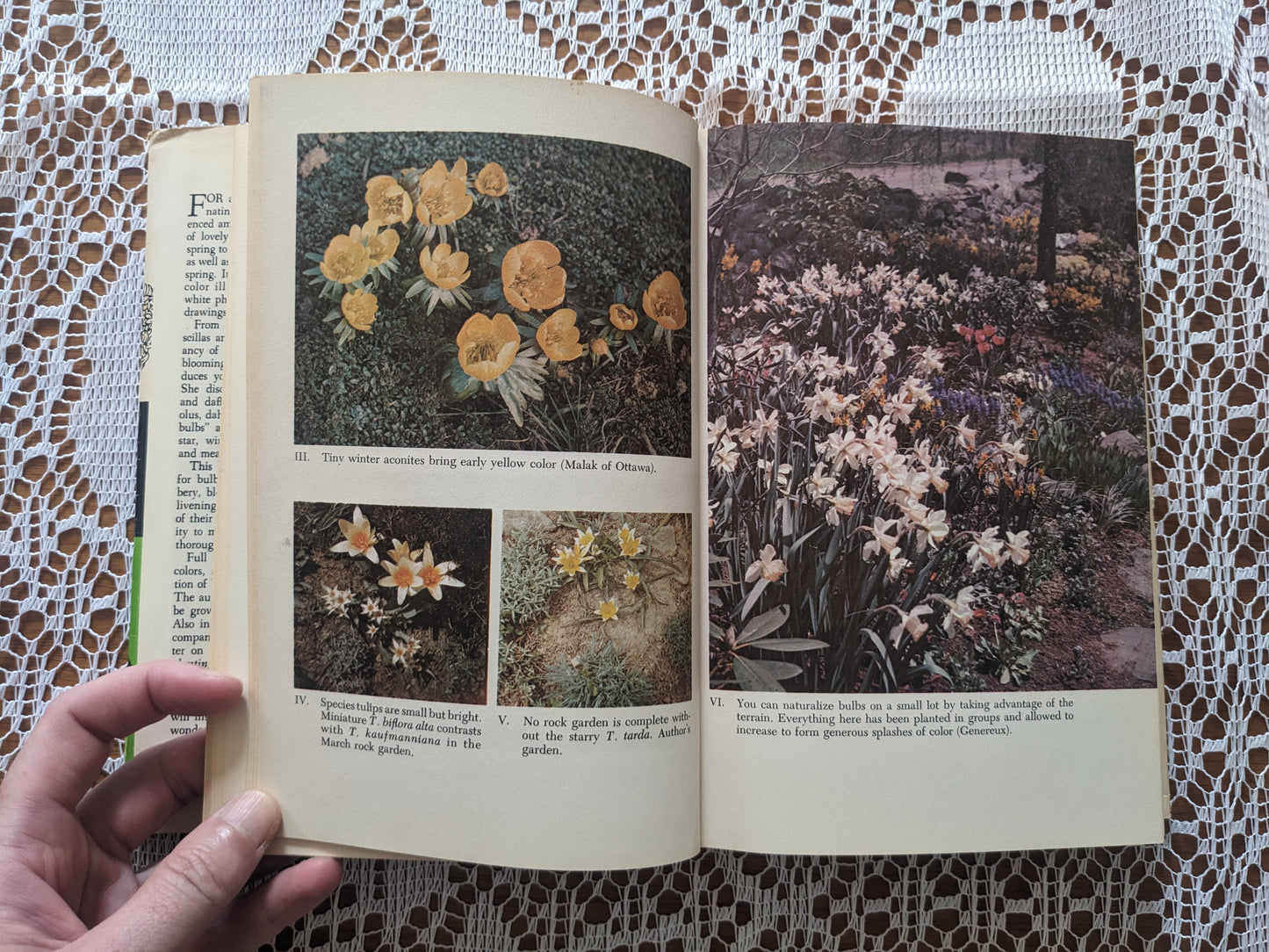 1960s Flower Book of Bulbs