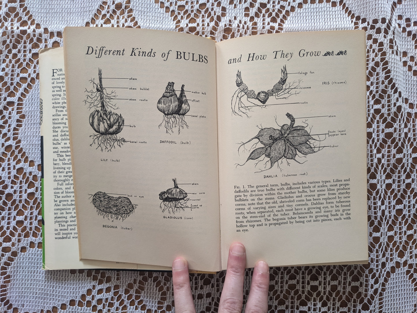 1960s Flower Book of Bulbs